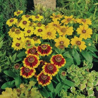 Toto Mix Rudbeckia Thumbnail
